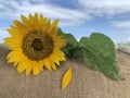 Sunflower with fall petal on natural brown with bright blue summer or spring sky backgrounds. Fragility concept background Royalty Free Stock Photo