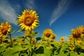 Sunflower farm with day light and blue sky Royalty Free Stock Photo