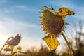 Sunflower on the farm field. Harvesting. Autumn. Fall