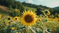 sunflower farm field.Neural network AI generated Royalty Free Stock Photo