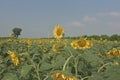 Sunflower farm fields & meadows  view Royalty Free Stock Photo