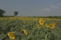 Sunflower farm fields & meadows  view Royalty Free Stock Photo