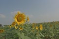 Sunflower farm fields & meadows  view Royalty Free Stock Photo