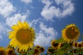 Sunflower Farm III Royalty Free Stock Photo
