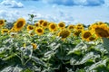 Sunflower farm in Michigan USA Royalty Free Stock Photo