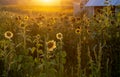 Sunflower farm in Michigan USA Royalty Free Stock Photo