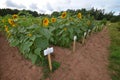 Sunflower farm in Prince Edward Island, Canada Royalty Free Stock Photo