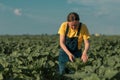 Sunflower farmer checking up on crop development in field