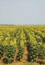 Sunflower field #1