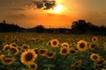 Sunflower field Royalty Free Stock Photo