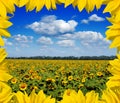 Sunflower field