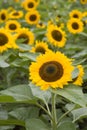 Sunflower field