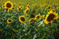 Sunflower Field