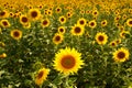 Sunflower Field