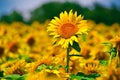 Sunflower in Field Royalty Free Stock Photo