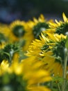 Sunflower field Royalty Free Stock Photo