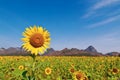 Sunflower field