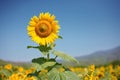 Sunflower in field.