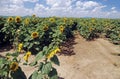 Sunflower field Royalty Free Stock Photo