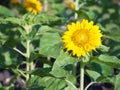 Sunflower field.