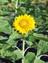 Sunflower field.