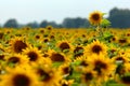 Sunflower field