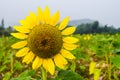 Sunflower Royalty Free Stock Photo
