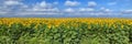 Sunflower Field Royalty Free Stock Photo