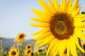 Sunflower Field