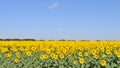 Sunflower field Royalty Free Stock Photo