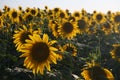 Sunflower field 6 Royalty Free Stock Photo