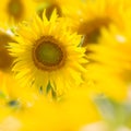 Sunflower in a field