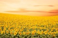 Sunflower Field