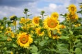 Sunflower field against a background of blue sky Royalty Free Stock Photo