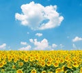 Sunflower field against blue sky Royalty Free Stock Photo