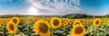 sunflower field against blue sky background Royalty Free Stock Photo