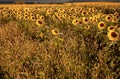 Sunflower field against blue sky with clouds, in bright sunlight Royalty Free Stock Photo