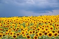 Sunflower field against a stormy sky background Royalty Free Stock Photo