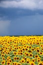 Sunflower field against a stormy sky background Royalty Free Stock Photo