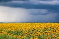 Sunflower field against a stormy sky background Royalty Free Stock Photo