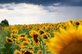 Sunflower field against a stormy sky background Royalty Free Stock Photo