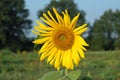 Sunflower in a field Royalty Free Stock Photo