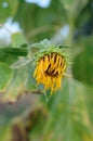 Sunflower in a field against a tree background Royalty Free Stock Photo