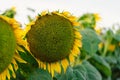 Sunflower field, agriculture, harvest concept. Sunflower seeds, vegetable oil. Wallpaper with sunflower