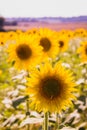 Sunflower field in Aix en Provence - France, with lavender field on the background Royalty Free Stock Photo