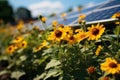 A sunflower field aligned with sustainable solar power, nature conservation photos