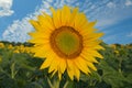 Sunflower field in Alsace in summer time