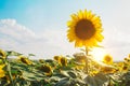 Sunflower field as natural background with copyspace. Beautiful sunflower against blue sky with brigth sun. Agricultural and Royalty Free Stock Photo