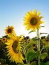 Sunflower field attracts pollinator bees Royalty Free Stock Photo