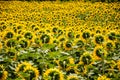 Sunflower field, austria Royalty Free Stock Photo